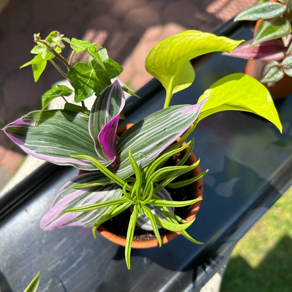 Plants bundle